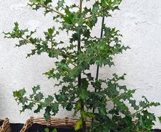 Holly