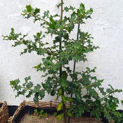 Holly