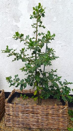 Holly