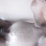 2006 Schleich Percheron Stallion Dapple Grey Horse Image 5