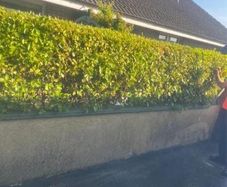Offering Garden & landscaping Services
