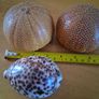 Tiger Cowrie Shell and Sea Urchins Image 2