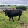 Cattle Image 5