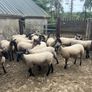 Speckled hoggets Image 8