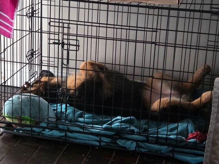Large dog crate