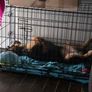 Large dog crate Image 2