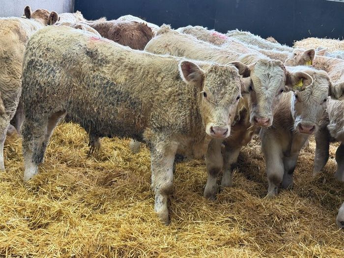 Charolais Bull Calves