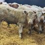 Charolais Bull Calves Image 10