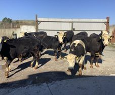 Bullocks