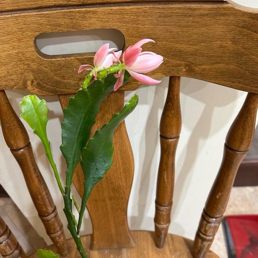Epiphyllum German express plant