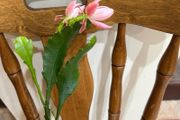 Epiphyllum German express plant