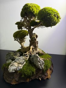 Bonsai Tree with natural moss 45x35cm