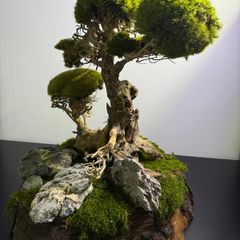 Bonsai Tree with natural moss 45x35cm