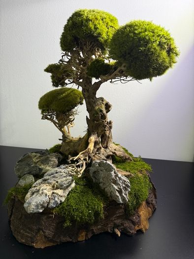 Bonsai Tree with natural moss 45x35cm