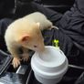 Father Ted the Ferret Image 3