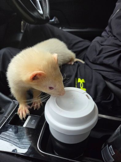 Father Ted the Ferret