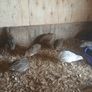Japanese quail hatching eggs Image 2