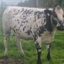 Speckle park in calf heifer Image 3