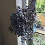 Tradescantia Zebrina Image 2
