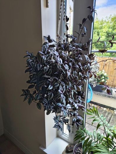 Tradescantia Zebrina