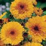 (C) Calendula Prinzess Golden Black seeds 1g (150s) (415700) Image 2