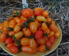 Cherry Tomatoe Seeds