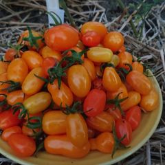 Cherry Tomatoe Seeds