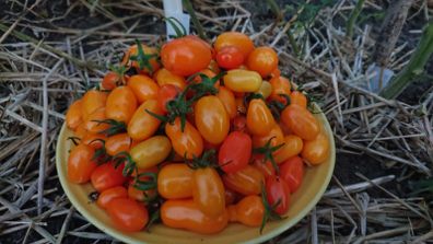 Cherry Tomatoe Seeds