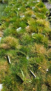 Large Selection of Grass Plants