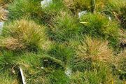 Large Selection of Grass Plants
