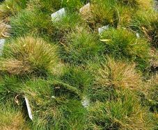 Large Selection of Grass Plants
