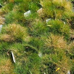 Large Selection of Grass Plants