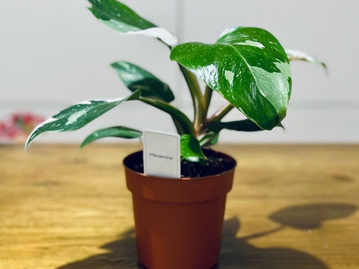 Philodendron White Princess in 12cm pot and 25cm in height