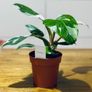 Philodendron White Princess in 12cm pot and 25cm in height Image 5