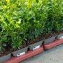 Box Hedging Image 10