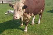 Hereford bulls