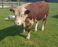 Hereford bulls