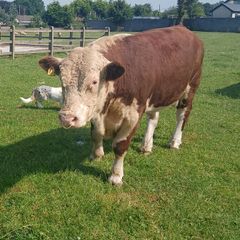 Hereford bulls
