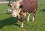 Hereford bulls