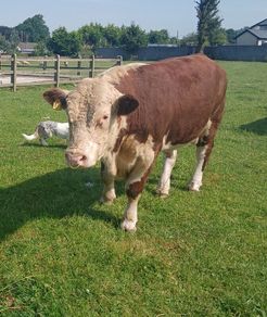 Hereford bulls