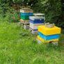 Nucs n full hives Image 6