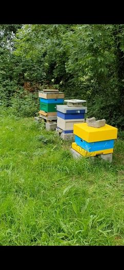 Nucs n full hives