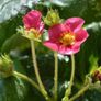 (S) Alpine Strawberry Ruby Ann seeds 5s Pineapple strawberry (125104) Image 2