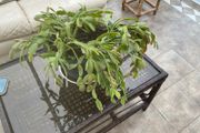 shrub