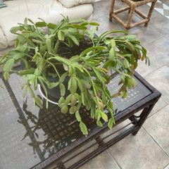 shrub
