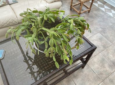shrub