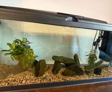 Tropical fish tank