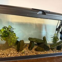 Tropical fish tank
