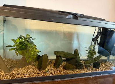 Tropical fish tank