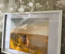 Sheep painting in frame